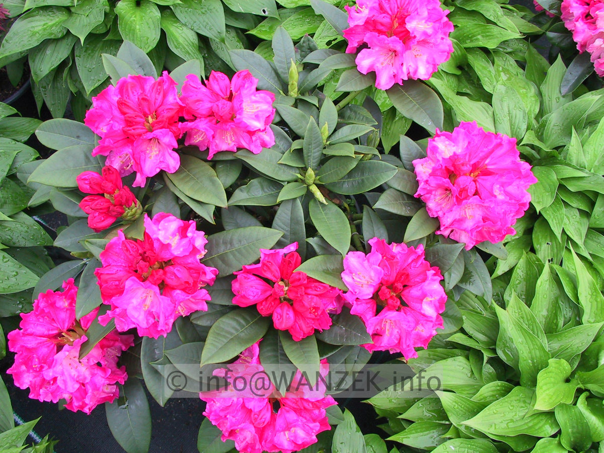 Rhododendron yakushimanum Rosarka 01.JPG